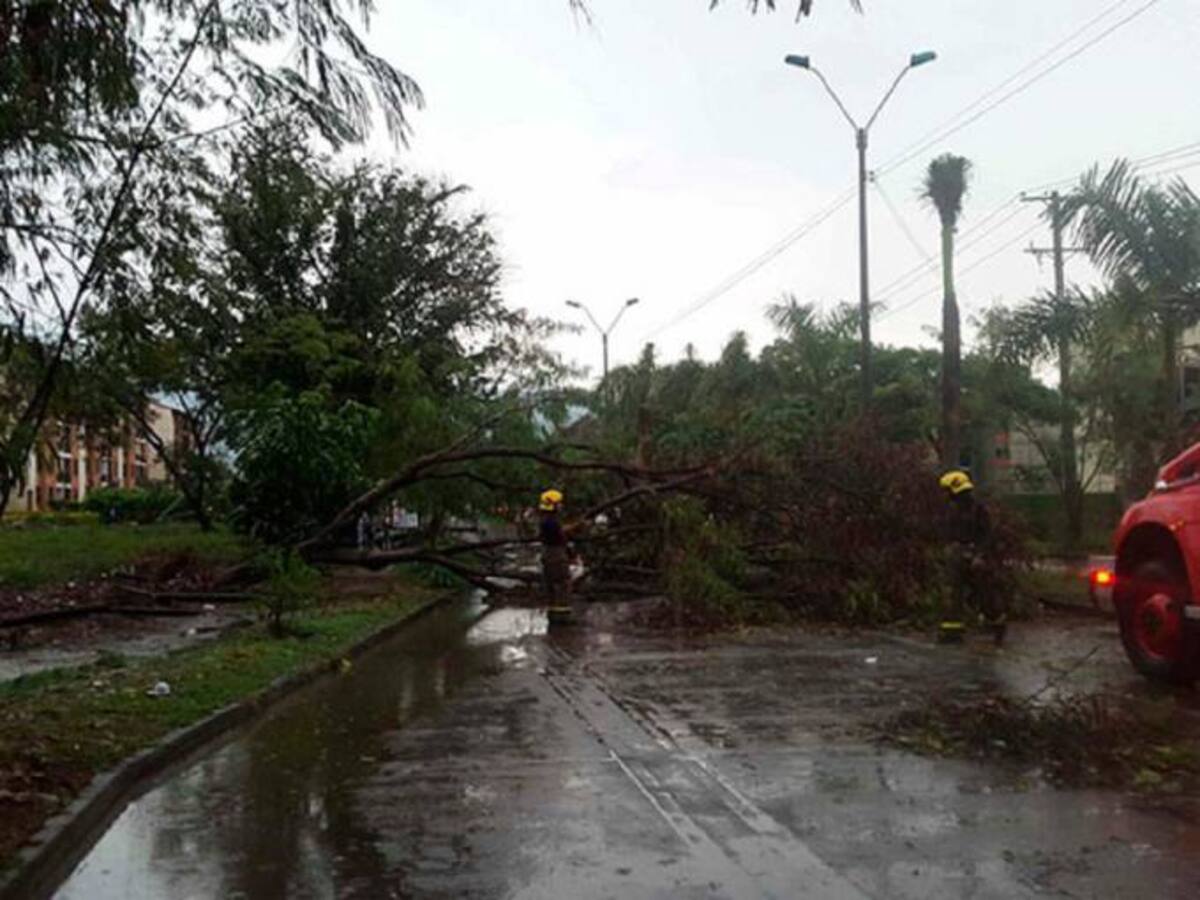 Por mala siembra en Cali se tendrán que reemplazar trece mil ficus