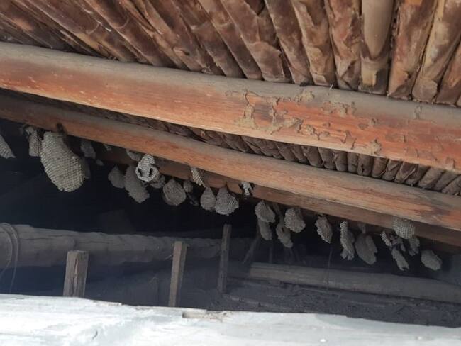 Niños abandonados vivían con cien avisperos encima