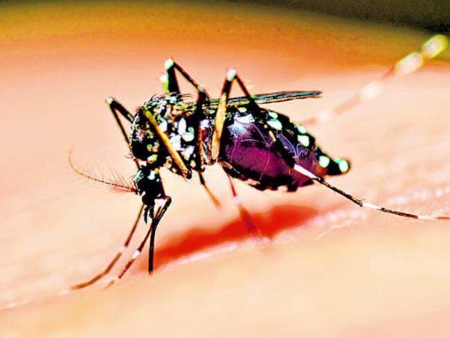 Fenómeno de El Niño disparó casos de Dengue en el país