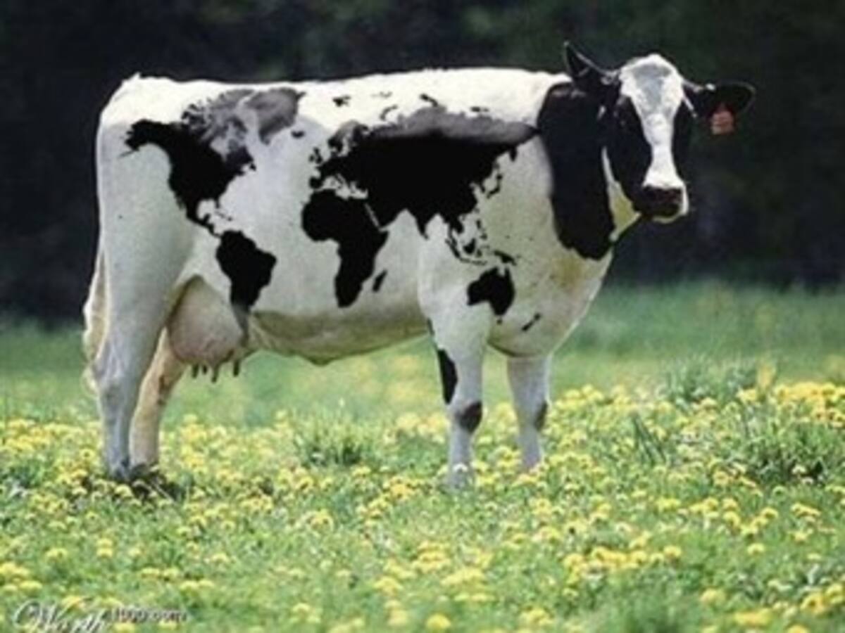 Más leche y menos contaminación con un vegetal único