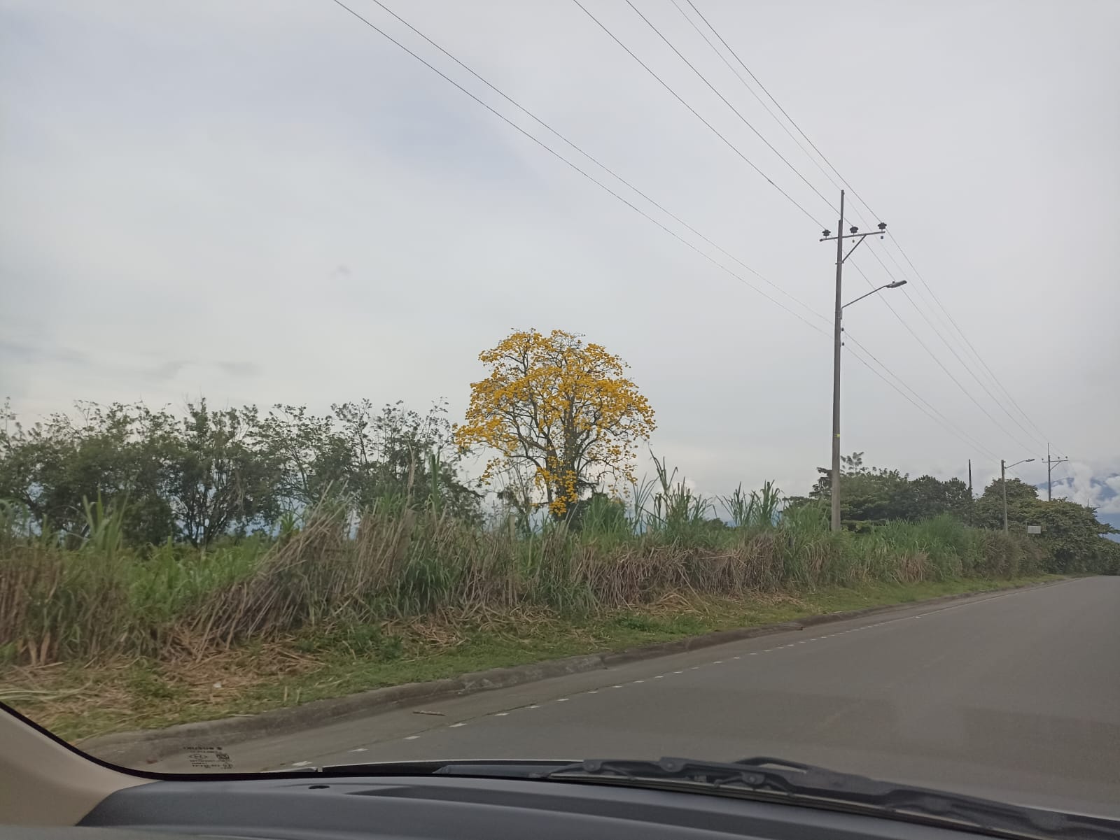 Guayacán Florecido vía La Tebaida Aeropuerto el Edén en el Quindío