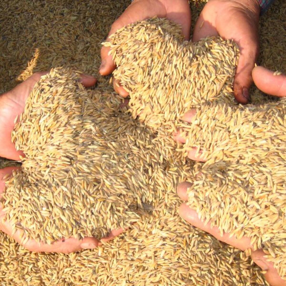 En un 20% aumentó el precio del arroz en Pereira