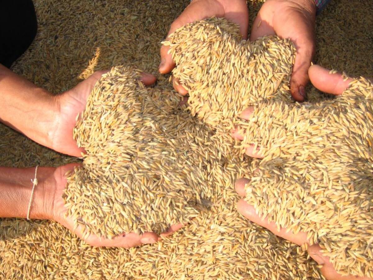 En un 20% aumentó el precio del arroz en Pereira