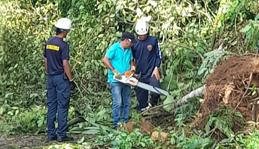 Caída de árboles bloqueando las vías en Victoria.
