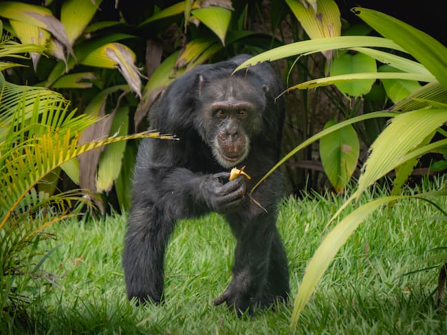 Fotografía suministrada: Bioparque Ukumarí