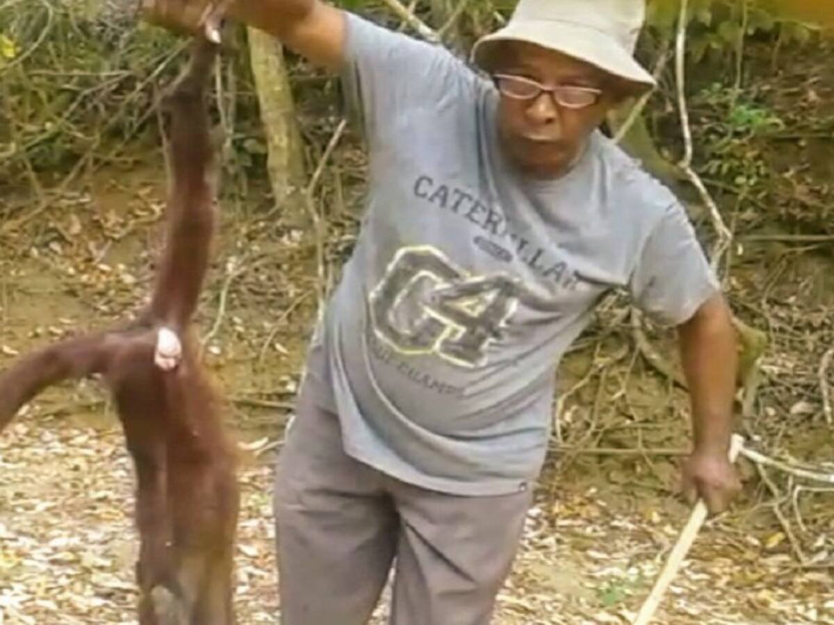 En Córdoba mueren monos aulladores por los efectos de la sequía