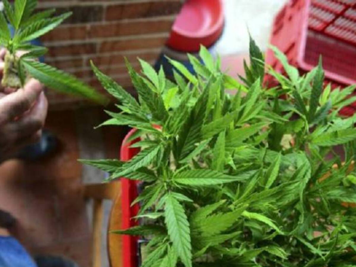 Anuncian construcción de la planta de extracción de cannabis medicinal más grande del mundo en el sur-occidente colombiano