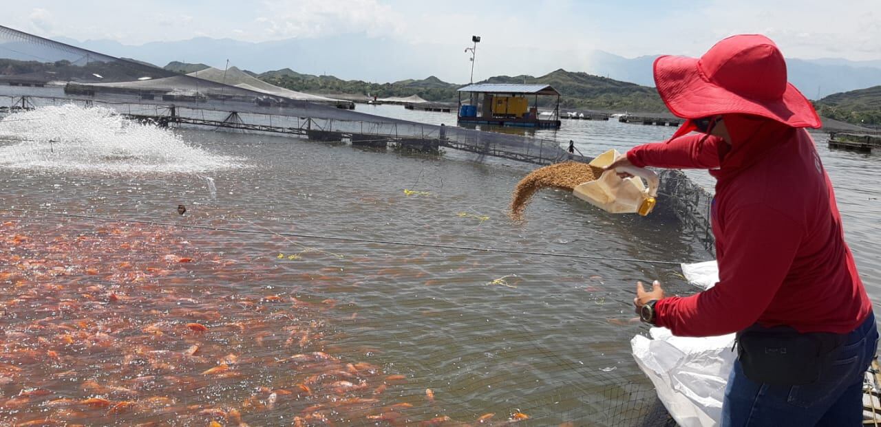 Huila, primer lugar en producción piscícola.