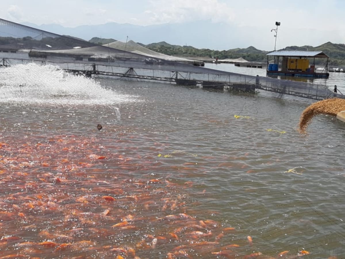 En el 2023 Huila se ubicó como el primer productor piscícola del país