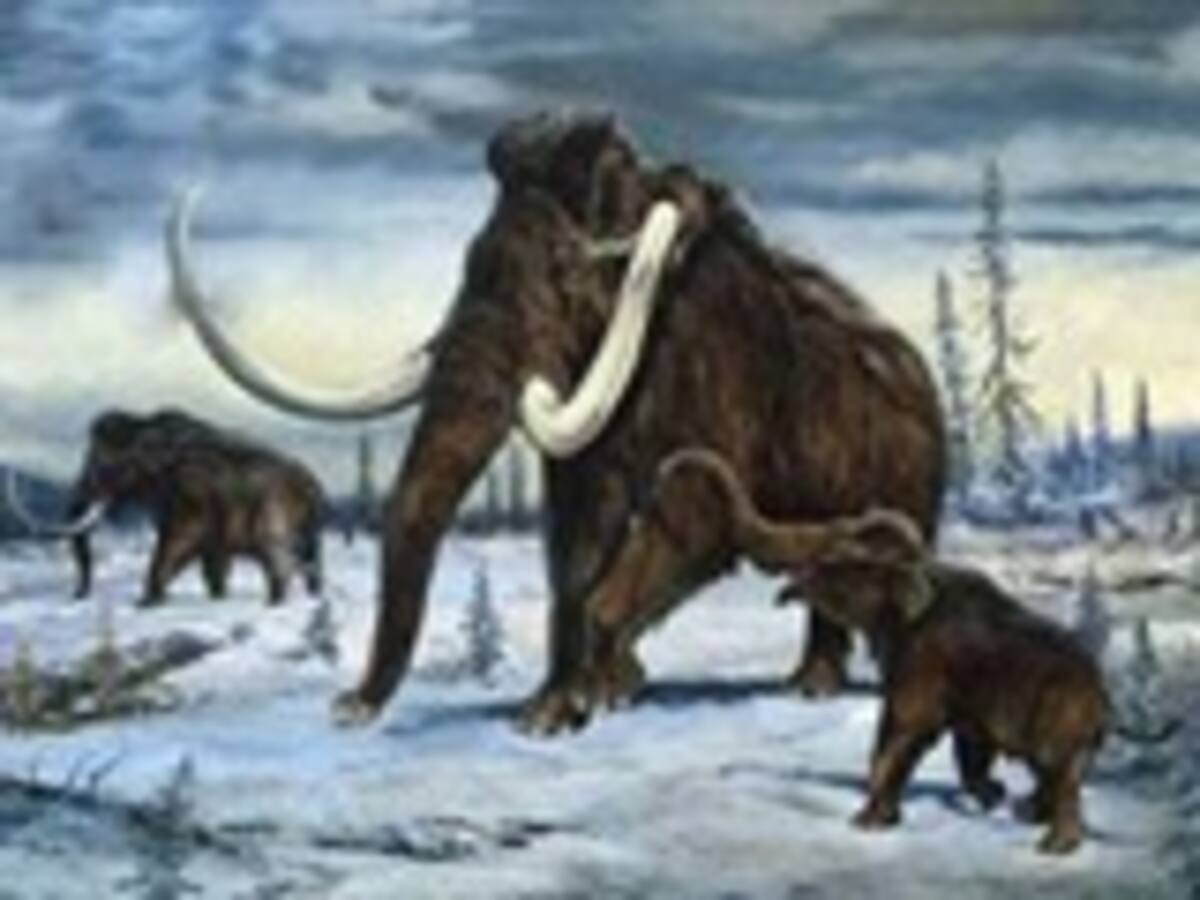 Secuenciado por primera vez el genoma de un animal extinguido: el mamut