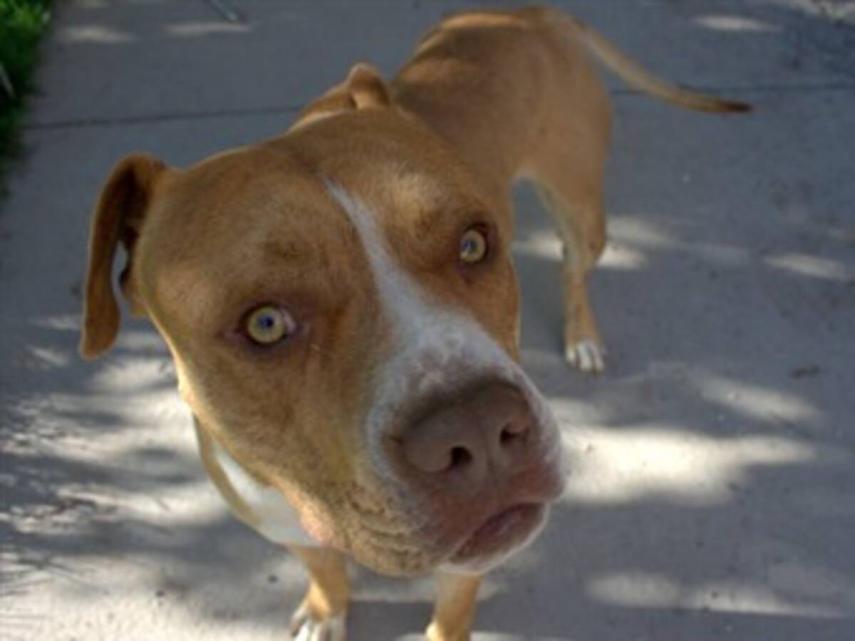 Propietarios de perros son culpables de los comportamientos de sus mascotas