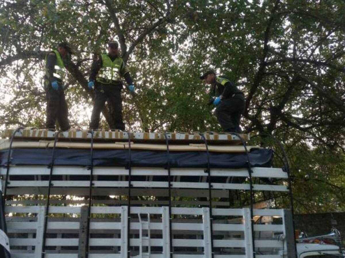 300 mil dosis de marihuana no podrán ser comercializadas