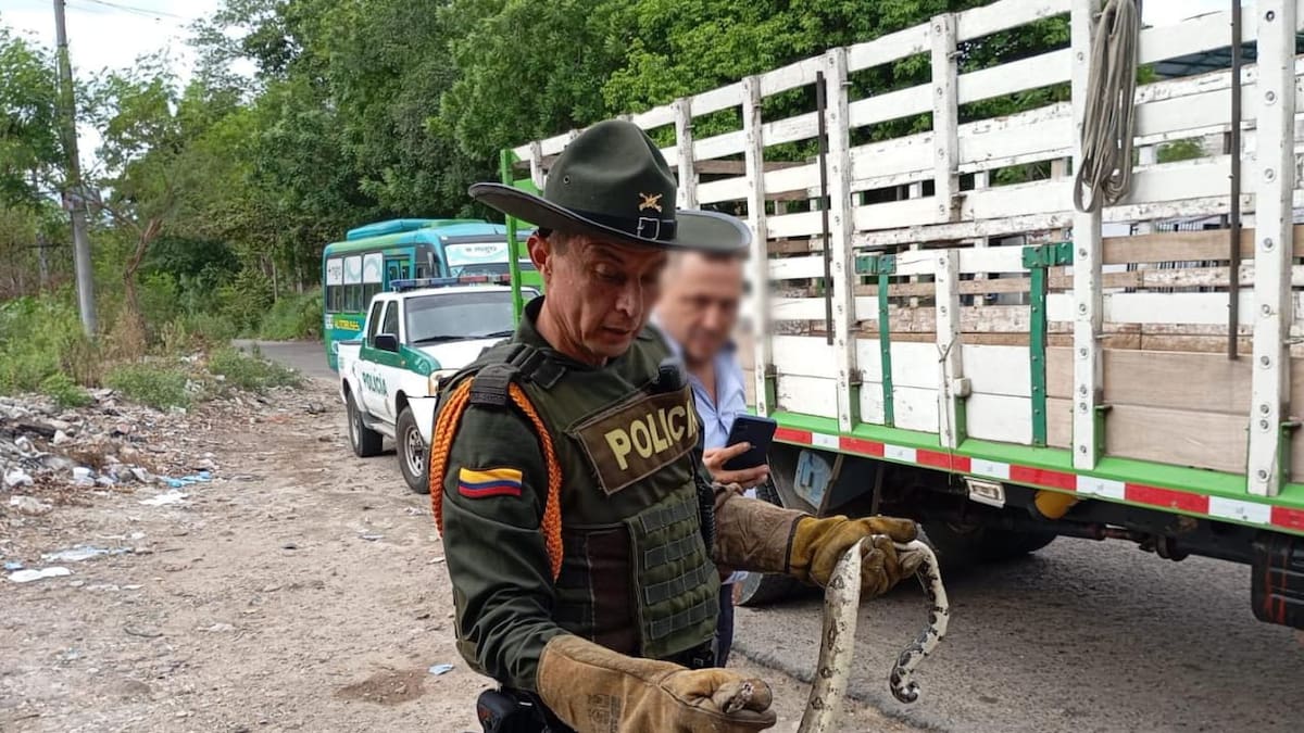 En Neiva, se realizó la aprehensión preventiva de una boa constrictor