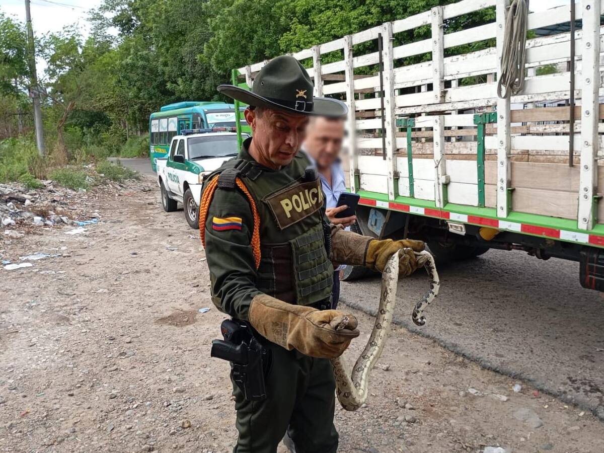 En Neiva, se realizó la aprehensión preventiva de una boa constrictor