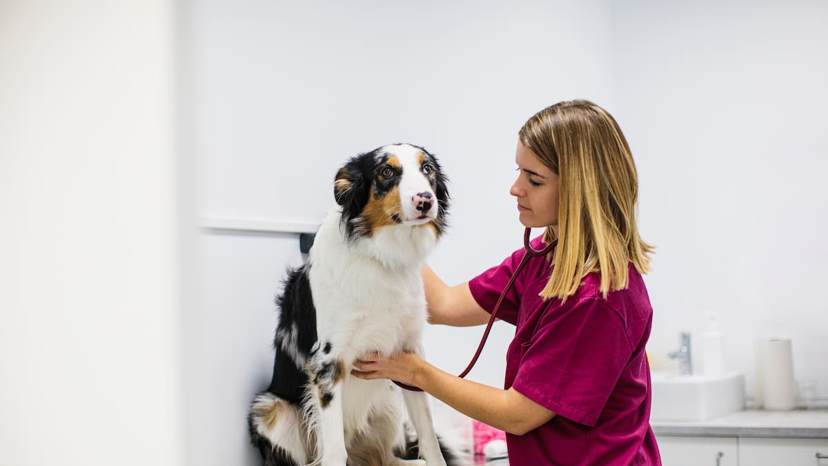 Estas son las 3 universidades más baratas para estudiar veterinaria: Precio y enfoque