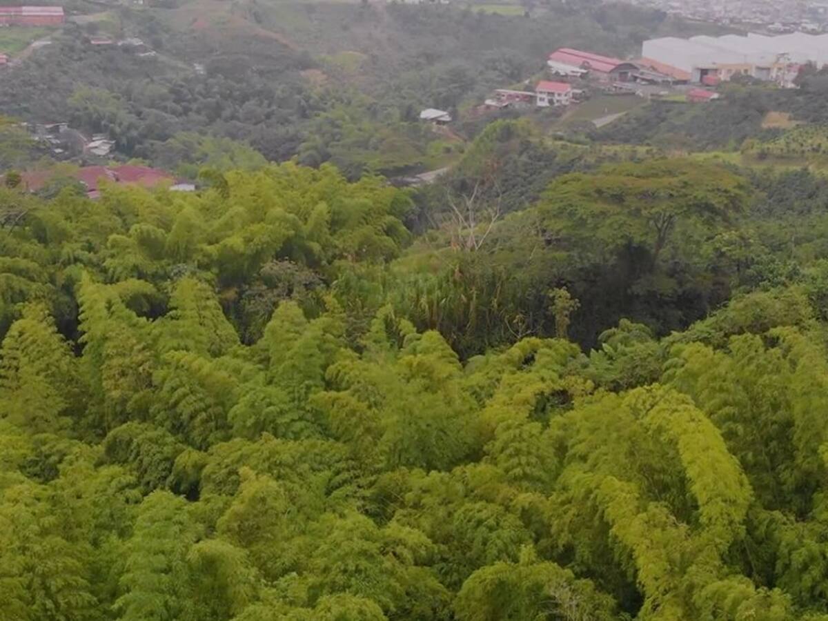 El aviturismo crece en Dosquebradas