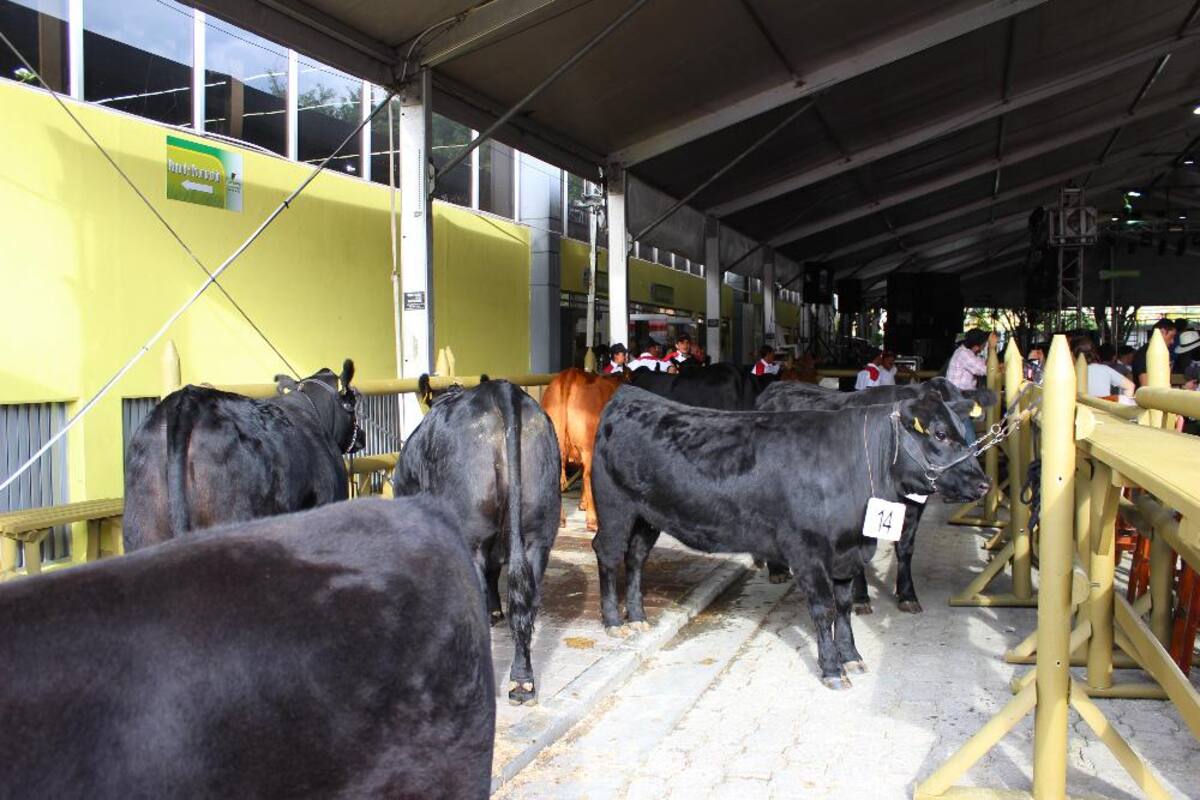 Expocolanta: la feria de la ganadería, porcicultura y la leche en Plaza Mayor.