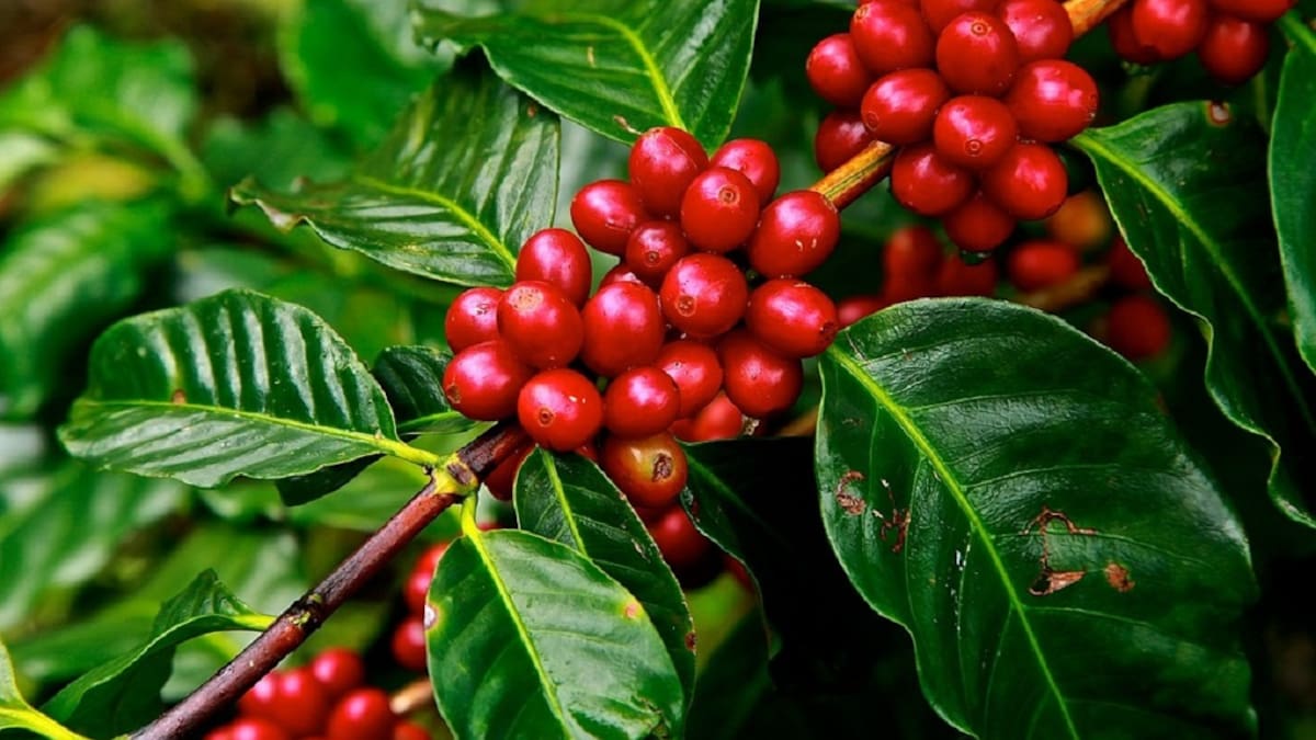 Estudian el uso de insectos para combatir la broca del café