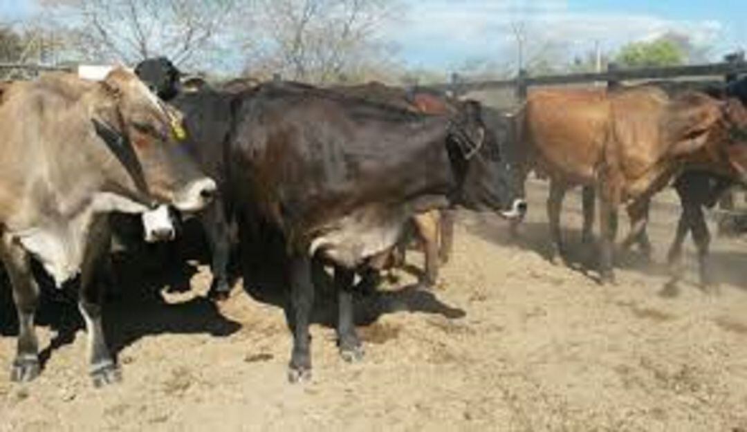 Predios ganaderos del Tolima 