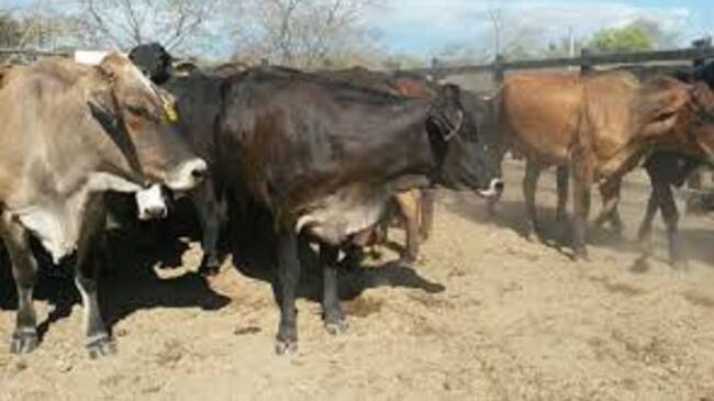 Predios ganaderos del Tolima