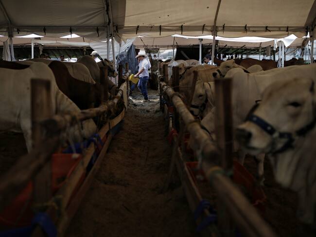 Imagen de referencia de ganadería. Foto: (Colprensa- Sergio Acero)