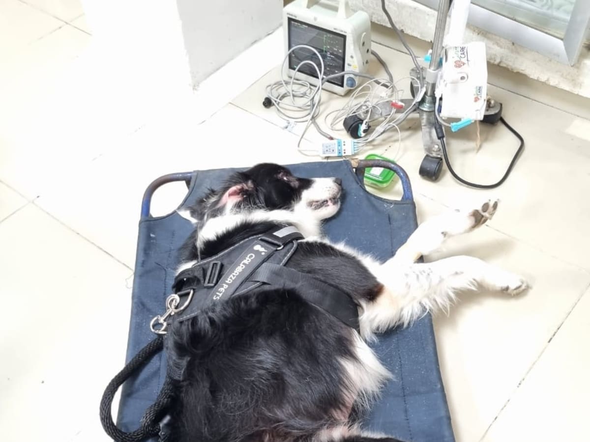 Denuncian que un perro falleció por el estrés generado por el uso de la pólvora en Armenia