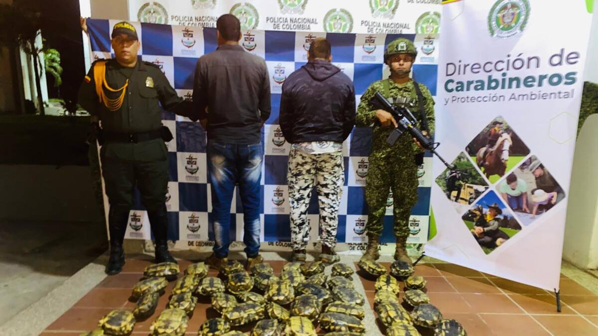 Golpe al tráfico ilegal de fauna silvestre en Magangué: 2 capturados y 55 hicoteas rescatadas
