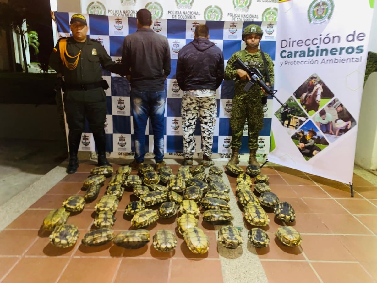 Golpe al tráfico ilegal de fauna silvestre en Magangué: 2 capturados y 55 hicoteas rescatadas