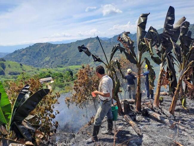Los incendios han generado pérdidas de cultivos como plátano y caña en Caldas.