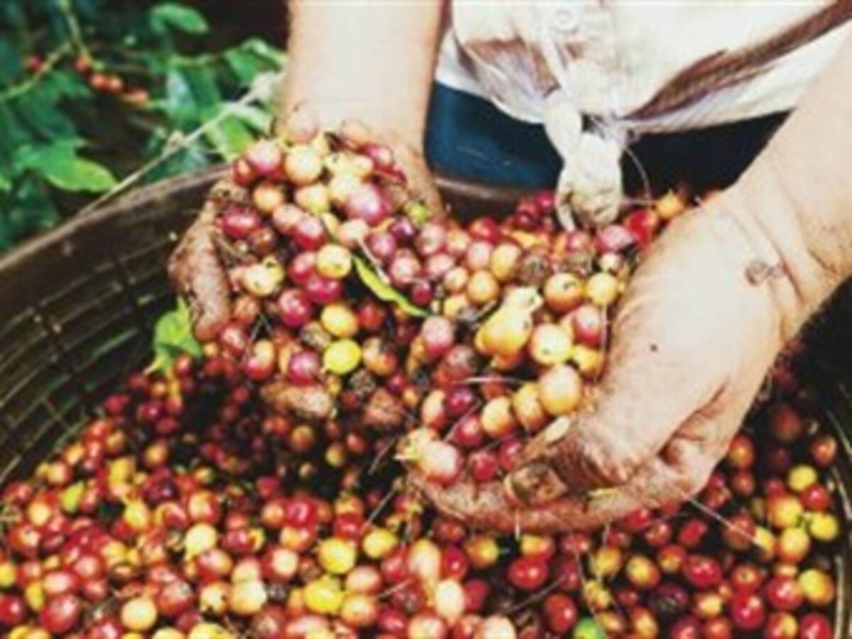 Continúa en alza la cotización internacional del café colombiano