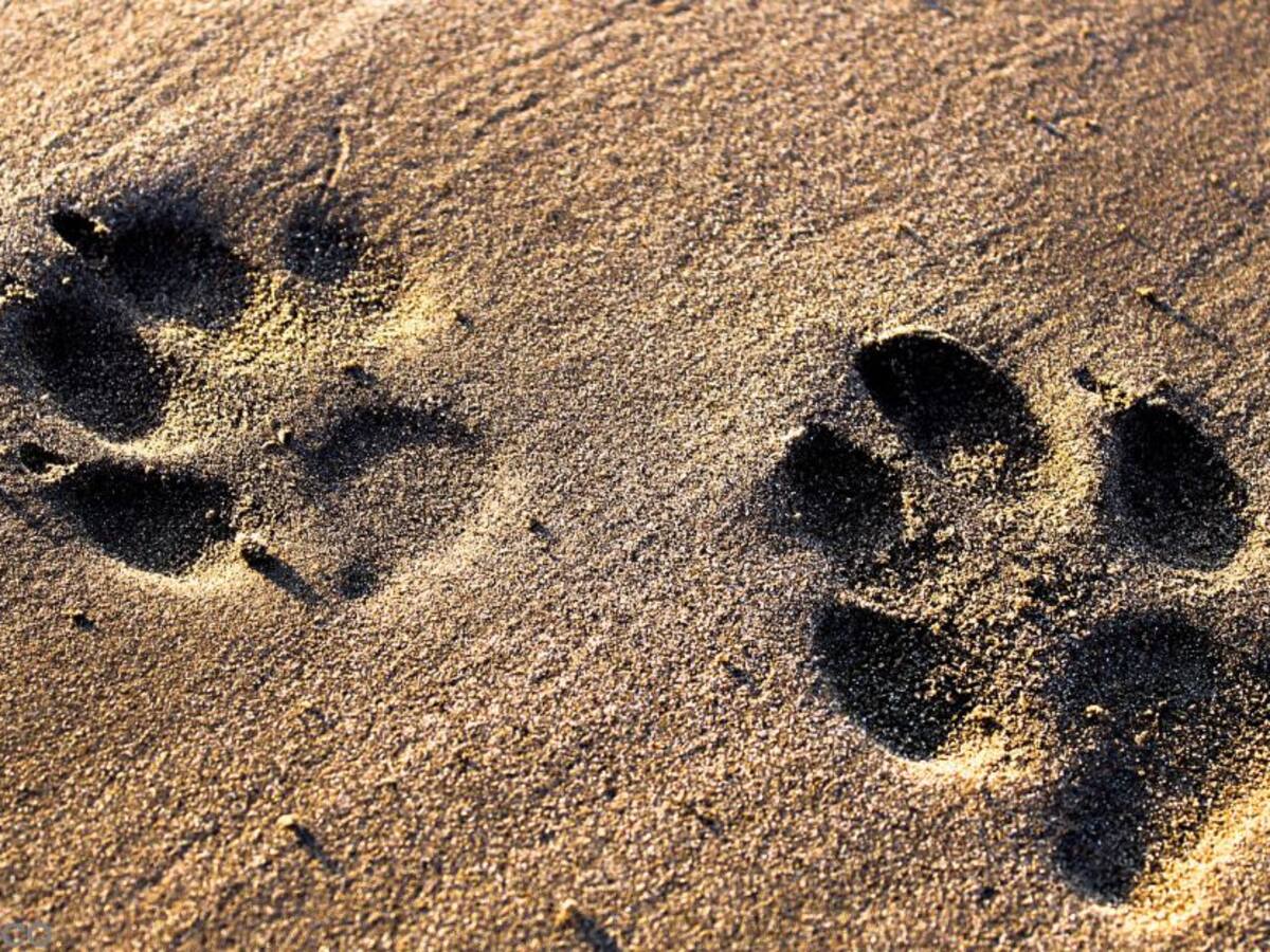 “Relación que existe entre mascotas y coronavirus la venimos investigando"