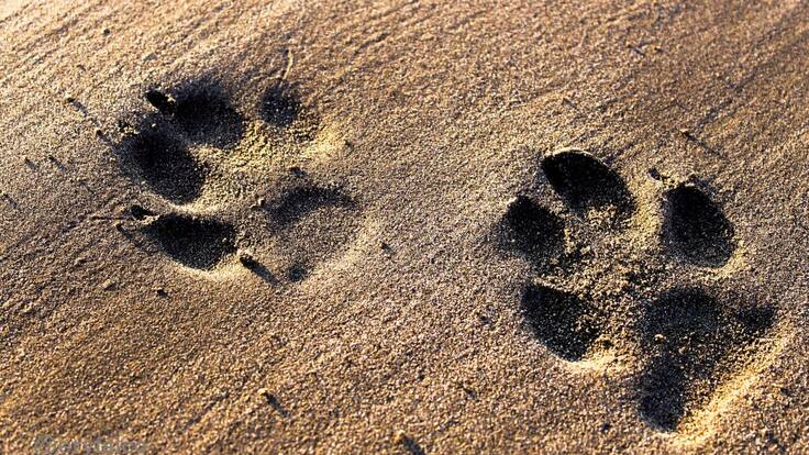 “La relación que existe entre mascotas y coronavirus la venimos investigando desde hace rato”