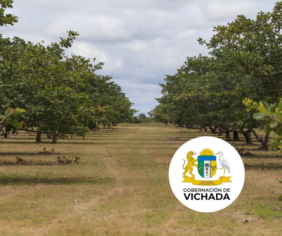 Cultivo y logo del Departamento de Vichada (Getty Images)