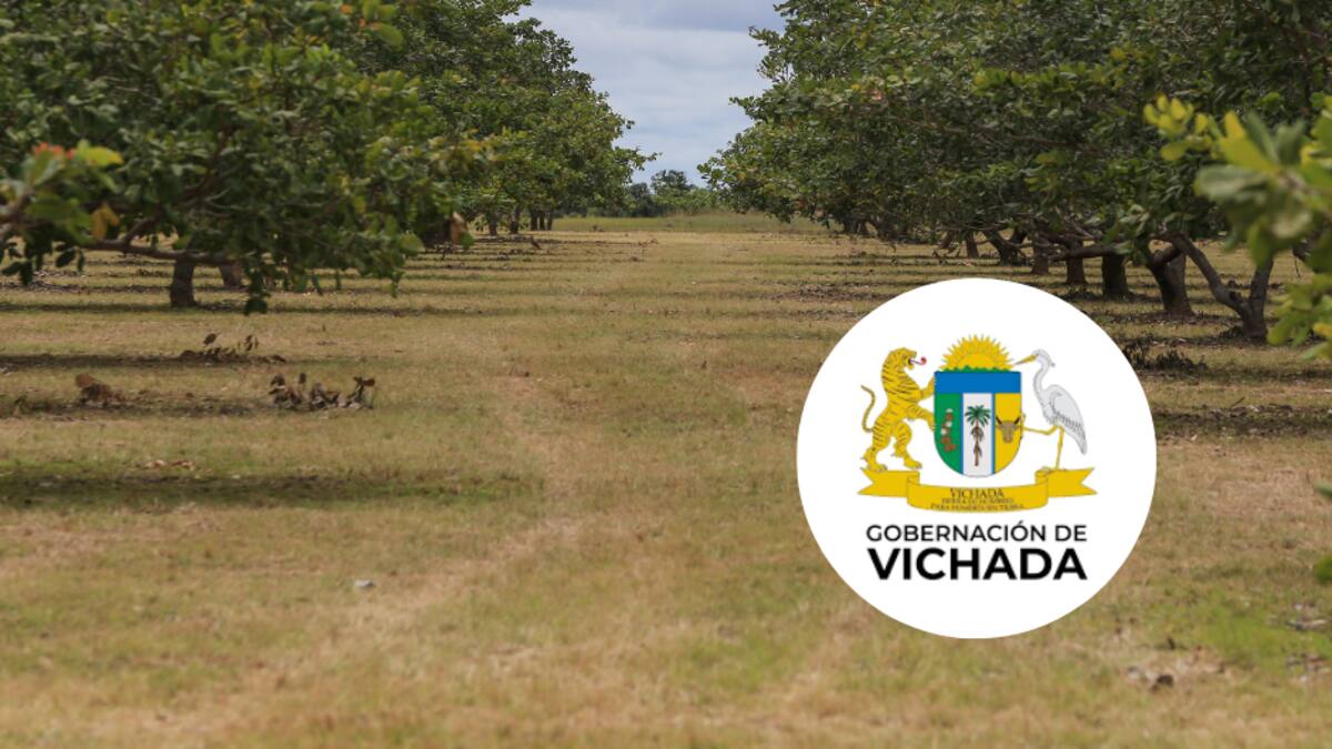 Productores de marañón de Vichada reciben ayudas para mejorar sus cultivos