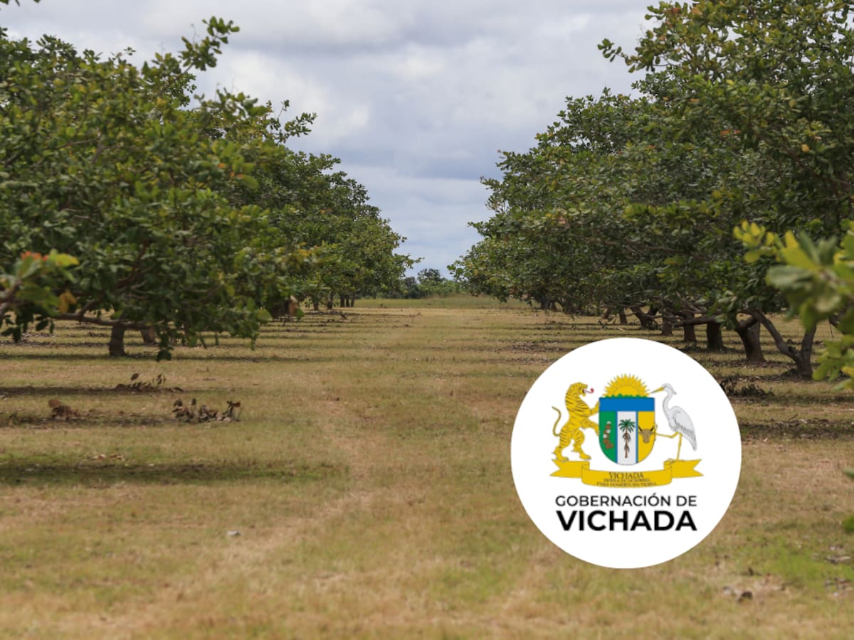 Productores de marañón de Vichada reciben ayudas para mejorar sus cultivos
