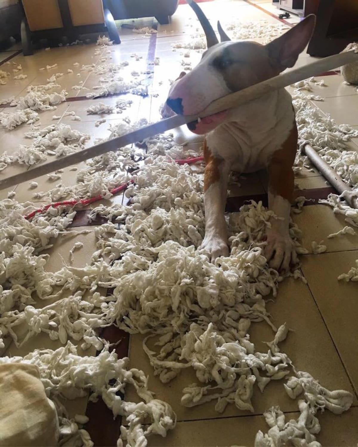 Ana Cristina Correa nos envía la fotografía de Dante y la almohada destrozada que daño  