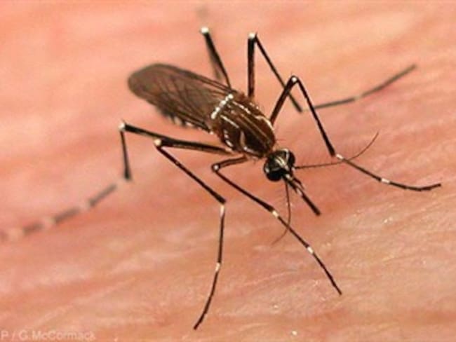 En Bogotá los casos de dengue por trasmisión no se pueden dar