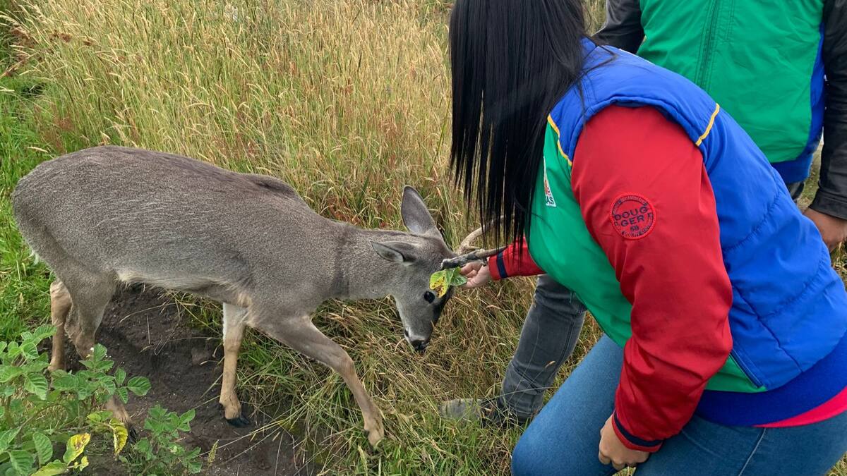 Encuentran al venado que fue maltratado con un lazo