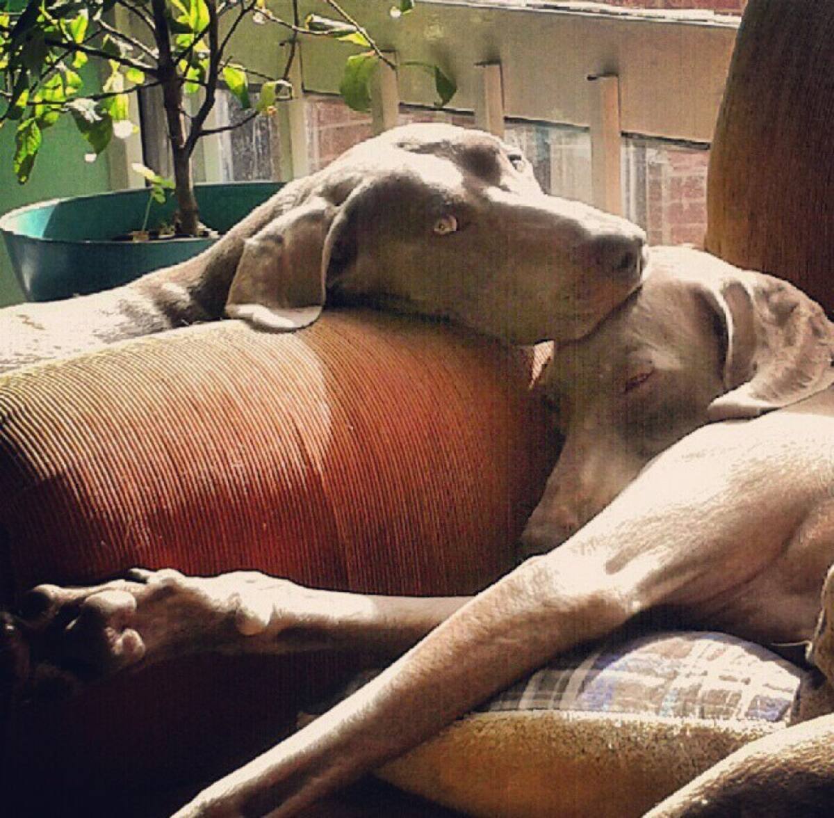 Carlos Forero nos manda la foto de sus mascotas Trufa y Zuka