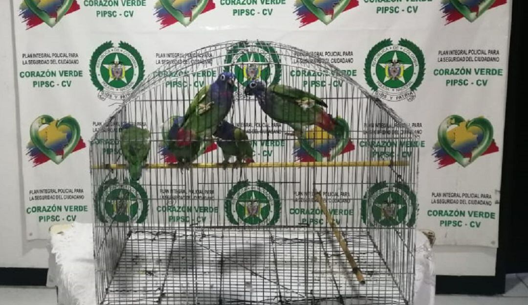 Loros recuperados en Neira, Caldas