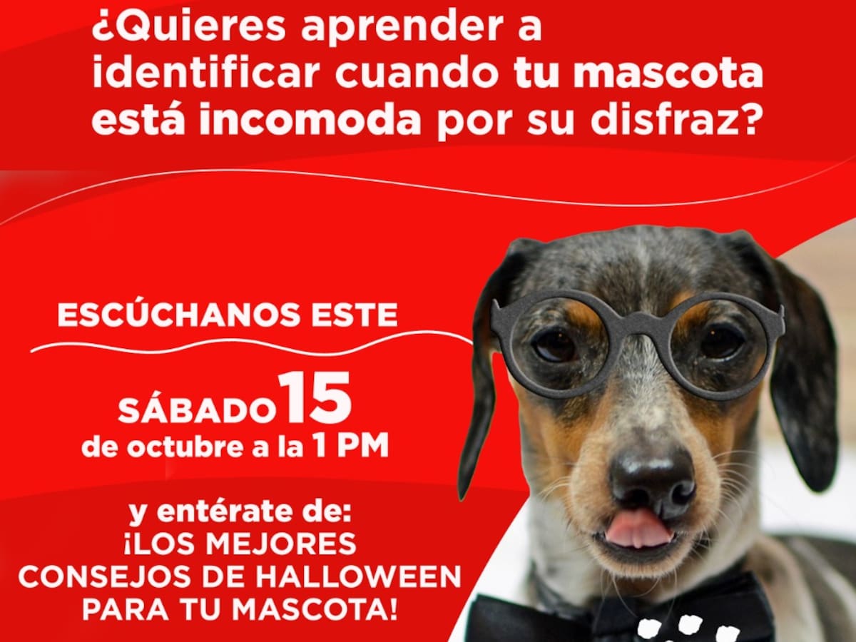 Consejos para tus mascotas en Halloween