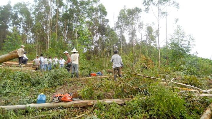 El 60% de sanciones está relacionado con el recurso forestal. Foto relacionada.
