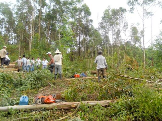 El 60% de sanciones está relacionado con el recurso forestal. Foto relacionada.