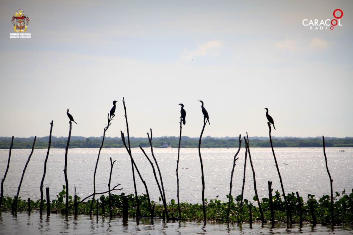 Gran cantidad de especies conviven en el Parque Isla Salamanca