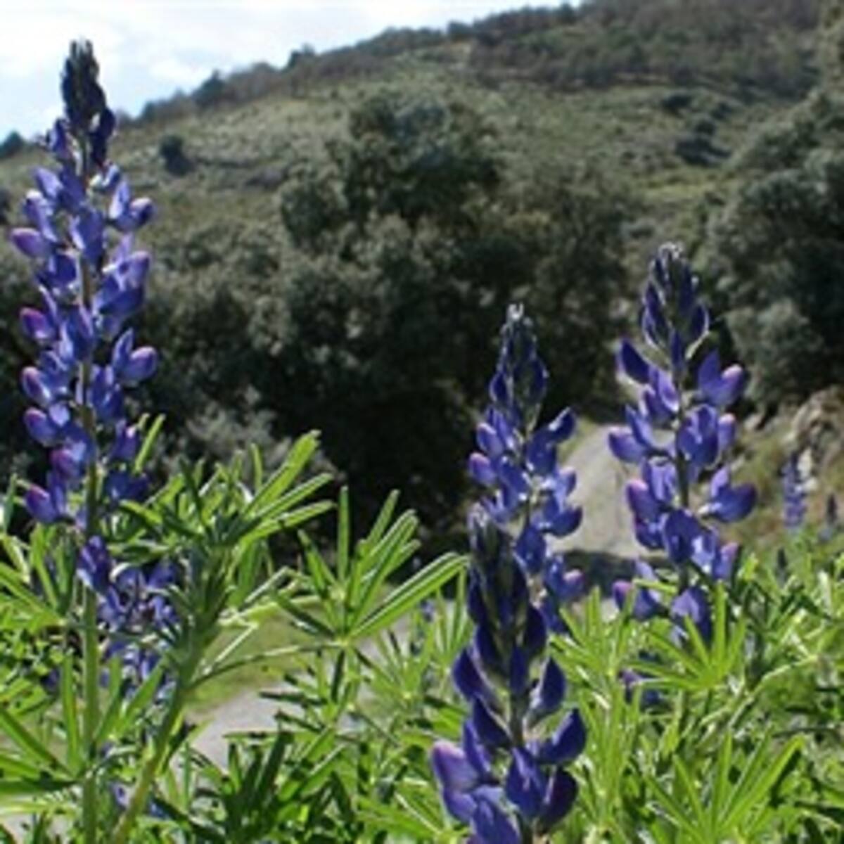 Primer diccionario virtual de nombres comunes de plantas