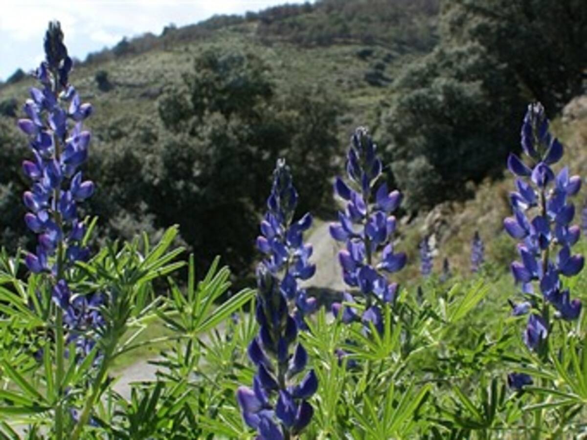 Primer diccionario virtual de nombres comunes de plantas