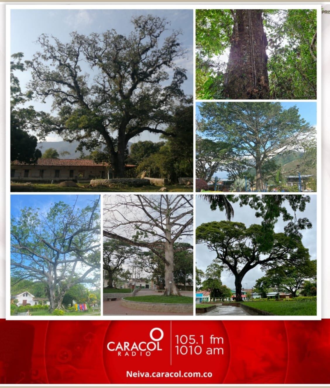 42 ciudadanos, líderes comunitarios y organizaciones ambientales, postularan a los individuos de flora silvestre, que ellos consideraban patrimonio natural del Huila.