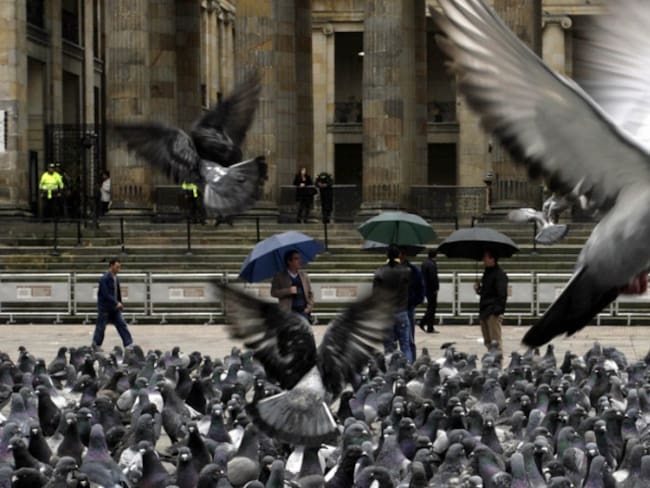 Más del 40% de las palomas en el centro de Bogotá están enfermas