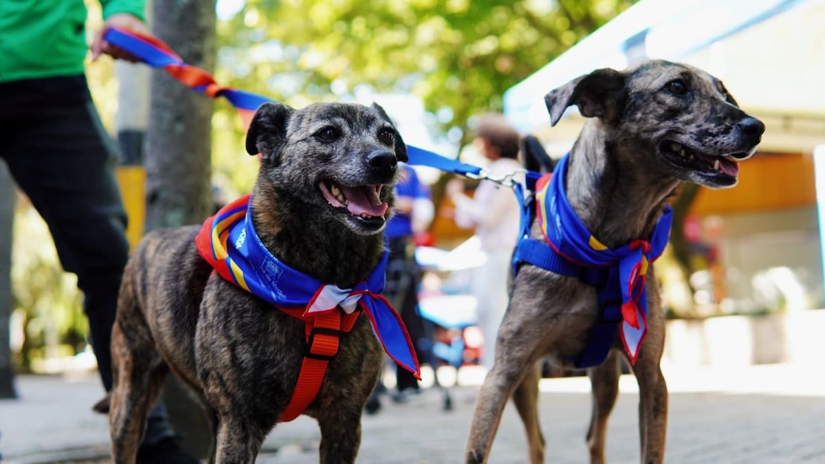 Gran Adoptatón Mundialista en Medellín busca darle hogar a perros y gatos rescatados de la ciudad
