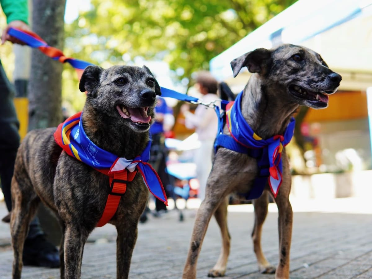 Gran Adoptatón Mundialista en Medellín busca darle hogar a perros y gatos rescatados de la ciudad